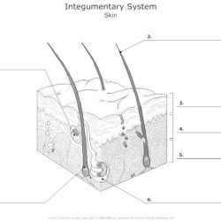 Label skin diagram worksheet answers