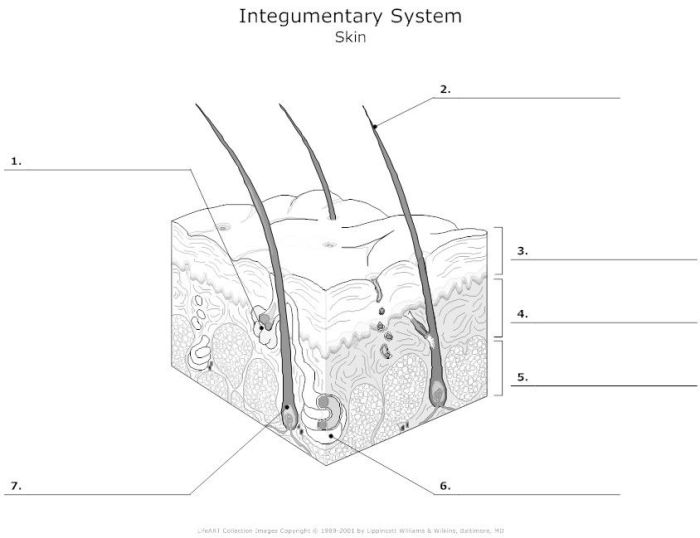 Label skin diagram worksheet answers