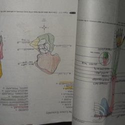 Anatomy and physiology lab manual 11th edition