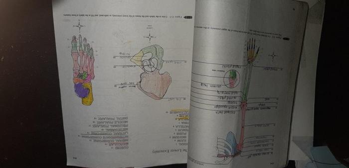 Anatomy and physiology lab manual 11th edition