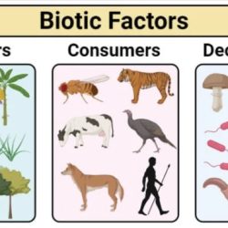 Factors limiting abiotic biotic ecosystems aquatic factor influence population science example limit which schoolworkhelper populations affect space water other food